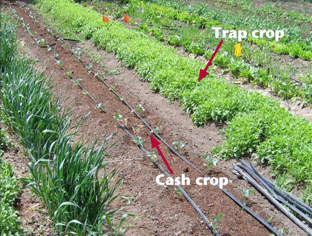 A mustard trap crop planted in between two rows of broccoli.