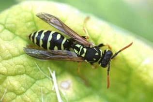 A black bug with yellow scalloped stripes and brown wings.