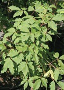 Green leaves.
