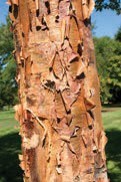 A tree trunk with thin, flaky, and peeling brown bark.
