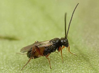A small black bug with long vertical antennae and metallic green wings.
