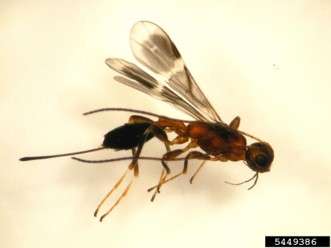 A black wasp with translucent black wings and yellow legs.