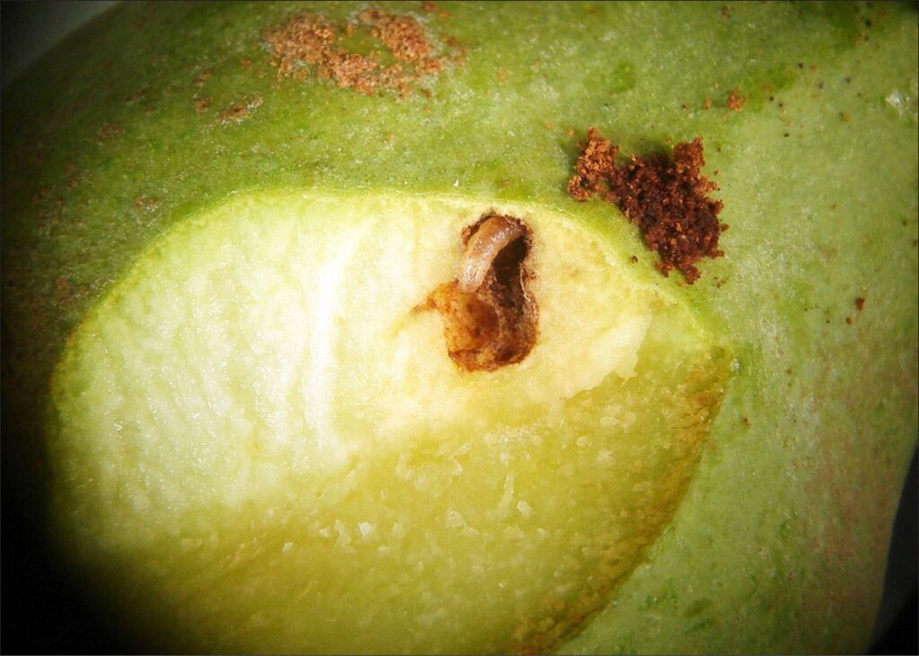 A pear with a coddling moth larvae coming out of a small brown hole in the fruit.