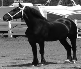 Percheron horse.
