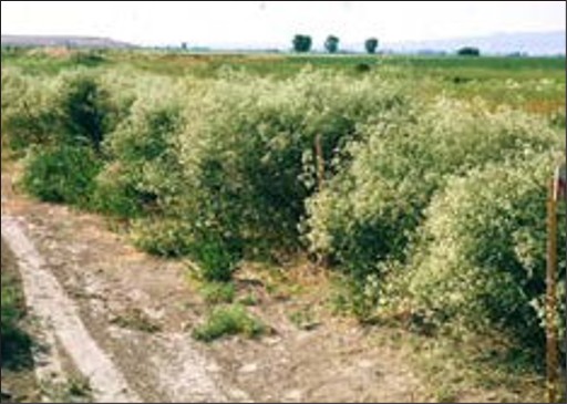 Large green bushes with many white flowers in a row.