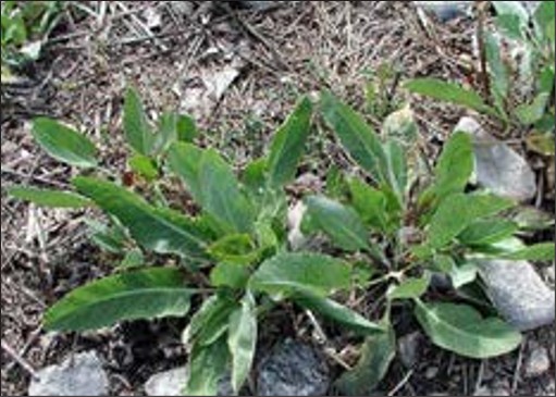 A green weed rosette.