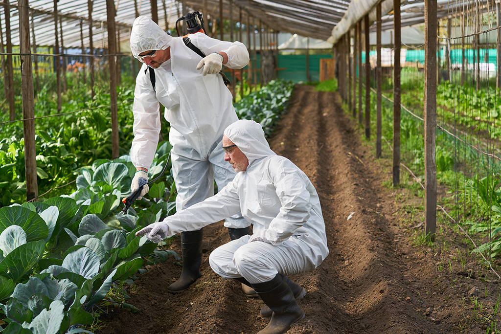 Farmers taking care of crops in greenhouse.