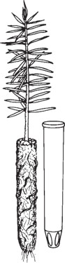 Young conifer seedling shown growing from a cylindrical soil ball, with its exposed root plug and a separate empty planting container beside it.