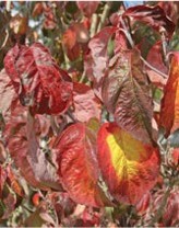 Red leaves with yellow patches.