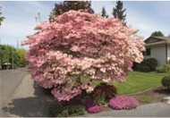 A round, short tree with pink flowers.
