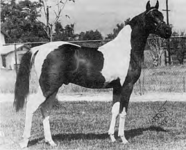 Pinto horse.