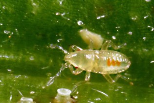 A small translucent white bug with small red dots in a line on its abdomen. There are small white dots around the bug.