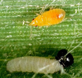 A small yellow bug next to a white caterpillar with a black head.