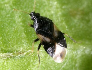 A small black bug with brown wings and a cream colored abdomen.