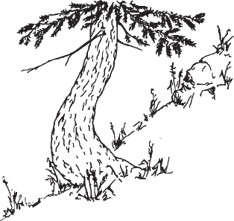 Tree growing on a slope with a dramatically curved lower trunk that bends downhill before turning upward.