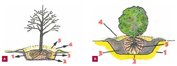 Two illustrated planting diagrams. On the left, Image A shows a bare-root tree positioned on a cone of soil with its roots spread evenly in a wide, shallow planting hole before backfilling. On the right, Image B shows a balled-and-burlapped tree sitting slightly above the surrounding soil with sloped sides, mulch covering the surface, and a raised watering berm around the planting hole.