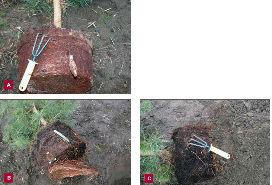 Three photographs showing methods for correcting root-bound plants. On the top left, Image A shows vertical cuts made down the sides of a densely rooted root ball. On the bottom left, Image B shows the bottom of the root ball with a thick mat of roots removed. On the right, Image C shows a hand cultivator loosening and spreading roots away from the root ball.