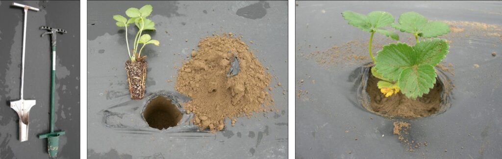 Three photos showing strawberry planting through plastic mat: planting tools, a strawberry seedling beside a prepared planting hole, and the seedling planted through the plastic mat.