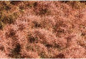 Pine branches with brown needles.