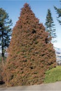 A small evergreen tree with brown needles.