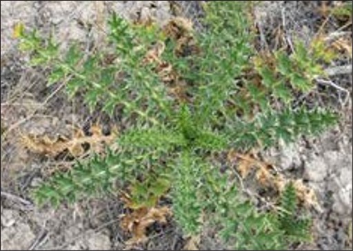 A green weed rosette with spiky lobed leaves.