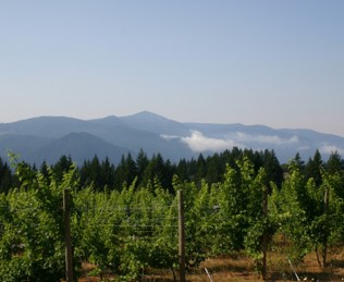 A picturesque view of a Pacific Northwest mountain range overlooking a winery.