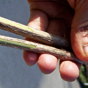 Cutting two plant stems for propagation