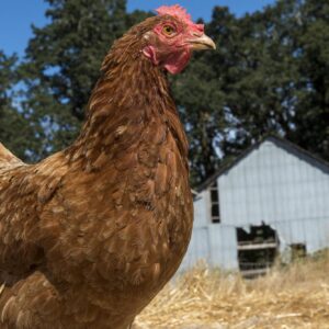 How to Feed Your Laying Hens
