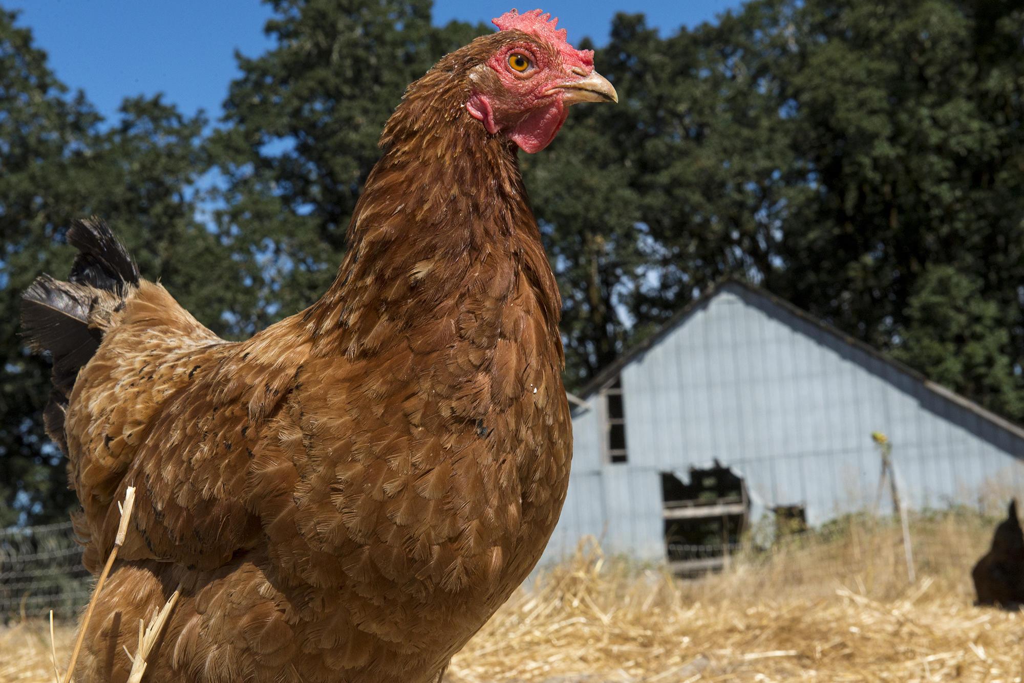 How to Feed Your Laying Hens
