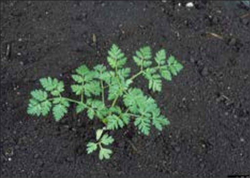 A weed seedling with a few small tripinnate leaves.