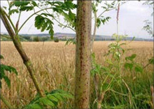 A thick brown stem with dark brown spots.