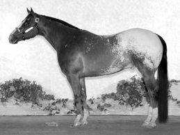 Pony of the Americas horse.