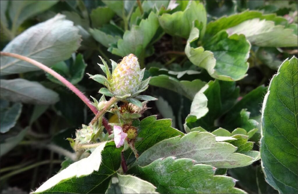 A small immature green strawberry covered in a powdery white substance.