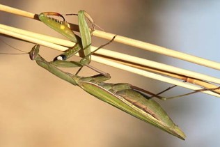 A green praying mantid on a stick.