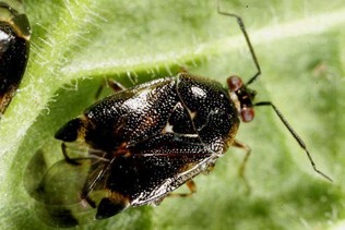A small shiny brown bug.