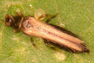 A long light brown bug.