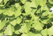 Fan-shaped green leaves.