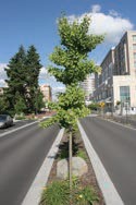 A small tree with green leaves, trimmed to have short branches.