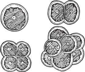 Diagram showing Protococcus cells dividing from a single cell into clusters of multiple cells.