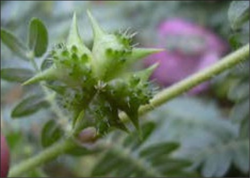 Small green capsules with large and small spikes on them.