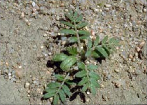 A weed seedling with a few small compound leaves.