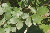 Green leaves.