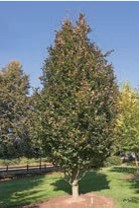 A pear-shaped tree with green leaves.