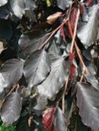 Dark purple leaves.