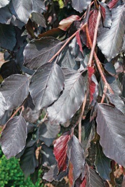 Dark purple leaves.