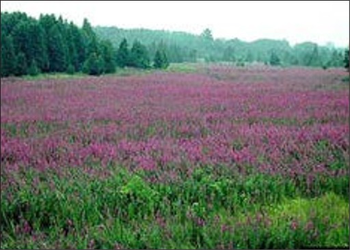 A field of purple loosestrife.