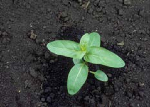 A small weed seedling with a few small leaves.