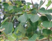 Green leaves on thin branches.