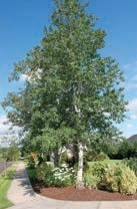A tall tree with green leaves and a pale trunk.