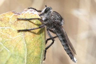 A fuzzy fly with a brown body, brown wings, and a white head sits on a plant. The ends of its legs are thick and hairy.